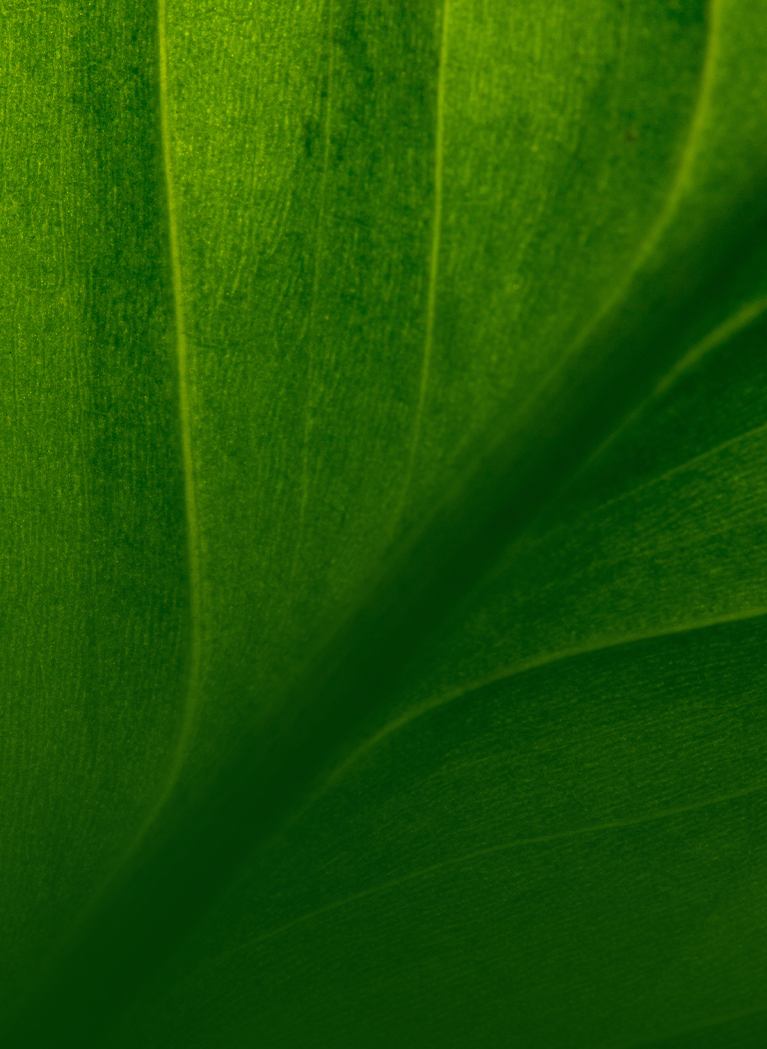 Close up of leaf